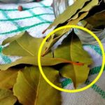 Crêpes maison : la recette d’un petit-déjeuner irrésistible