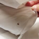 Prolongez votre saison de croissance : Construire une serre à charnières pour les jardins surélevés