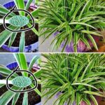 150 fois plus puissant que le citron