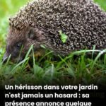 Bagatelle Banane Chocolat