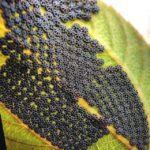 Je viens de trouver ces trucs sur mon lit, ça me fait un peu peur c’est quoi 