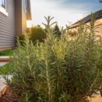 Appelez immédiatement le 911 si vous le voyez accroché dans une chambre d’hôtel ou des toilettes publiques.