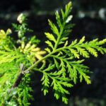 Le meilleur gâteau pour Noël !