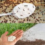 Des fraises en hiver, comme si elles venaient du jardin ! Une préparation parfumée sans cuisson. Essayez de préparer vos fraises pour l’hiver de cette façon !