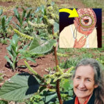 Crème glacée au chocolat