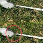 Pourquoi Vous Devriez Toujours Laisser Une Cuillère de Sucre dans Votre Jardin Avant de Quitter la Maison – Un Geste Simple Qui Peut Sauver le Monde