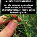 glace vanille classique