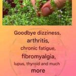 Endives au Jambon Gratinées : La Recette Traditionnelle et Gourmande