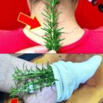 Filet Mignon au Boursin et Champignons