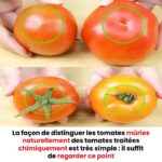 Feuilles de laurier Clou de girofle et Romarin : Si seulement j’avais su cela plus tôt…